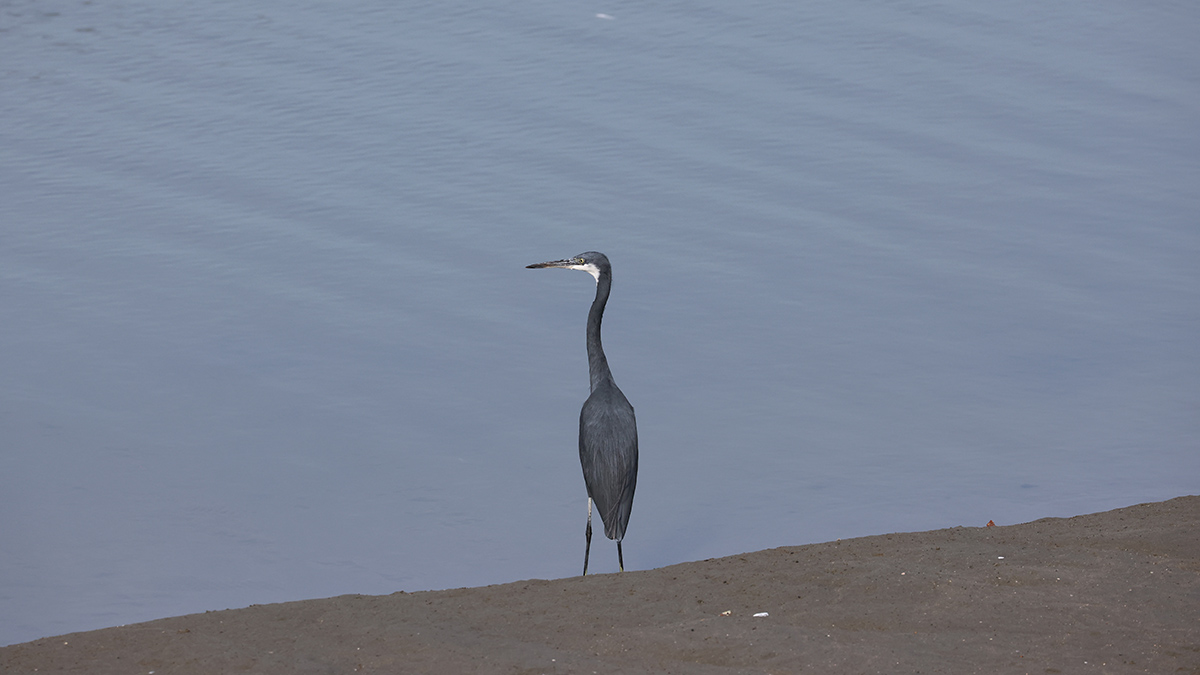 Western Reef Heron